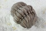 Wide, Enrolled Lochovella (Reedops) Trilobite - Oklahoma #94003-4